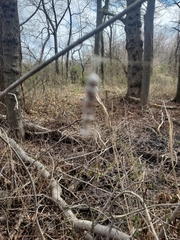 Mecynogea lemniscata