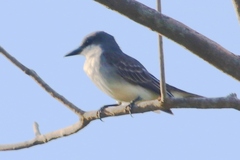 Tyrannus dominicensis