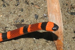 Micrurus nigrocinctus