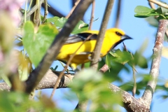 Icterus nigrogularis