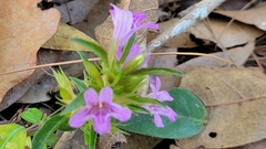 Dyschoriste linearis