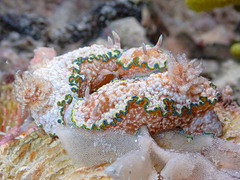Glossodoris