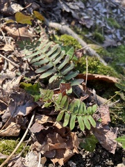 Polystichum acrostichoides