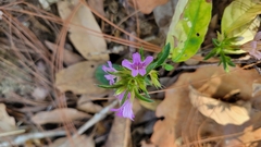 Dyschoriste linearis