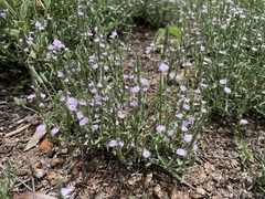 Rostellularia adscendens