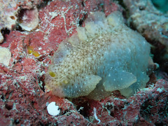 Dendrodoris elongata