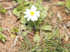 Chaetopappa asteroides