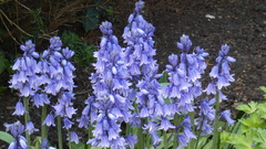 Hyacinthoides hispanica