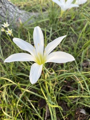 Zephyranthes atamasco