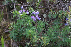 Lupinus pubescens