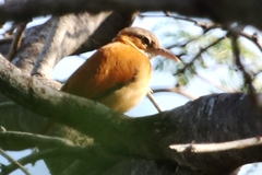 Furnarius leucopus