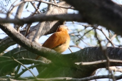 Furnarius leucopus