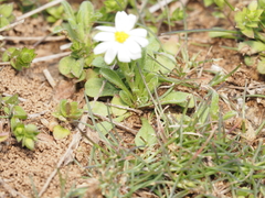Chaetopappa asteroides