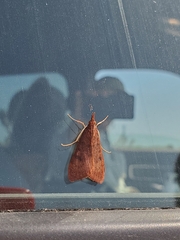 Uresiphita reversalis