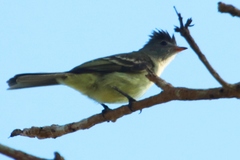 Elaenia flavogaster