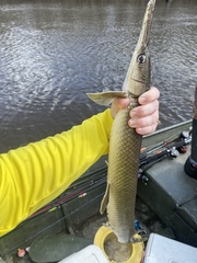 Lepisosteus platostomus