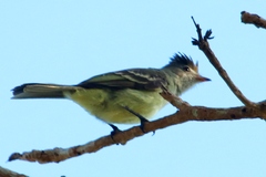 Elaenia flavogaster