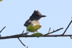 Elaenia flavogaster