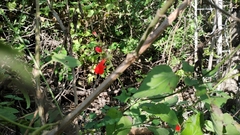 Salvia coccinea