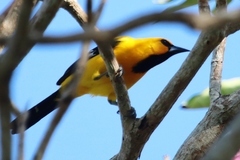 Icterus nigrogularis