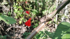 Salvia coccinea
