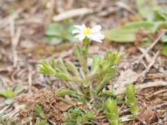 Chaetopappa asteroides