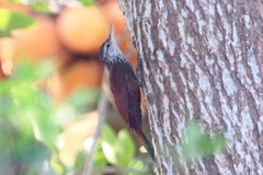Dendroplex picus
