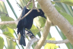 Quiscalus lugubris