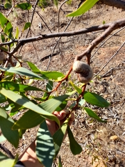 Hakea cyclocarpa