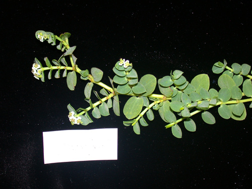 Euphorbia sparrmannii iNat (1)