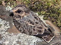 Eleothreptus anomalus