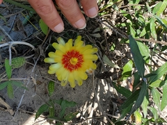 Hamatocactus setispinus
