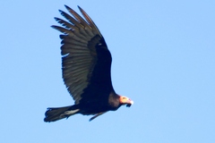 Cathartes burrovianus