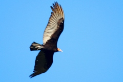 Cathartes burrovianus