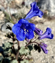 Phacelia campanularia