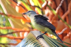 Machetornis rixosa