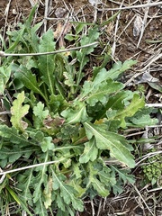 Engelmannia peristenia