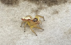 Cytaea alburna