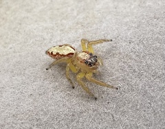 Cytaea alburna