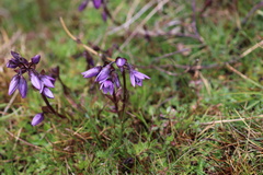Gentianella rapunculoides