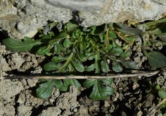 Centranthus calcitrapae