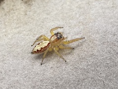 Cytaea alburna
