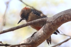 Melanerpes rubricapillus