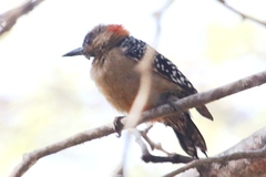 Melanerpes rubricapillus