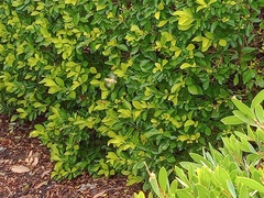 Simosyrphus grandicornis