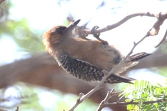 Melanerpes rubricapillus