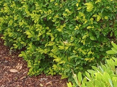 Simosyrphus grandicornis