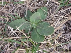 Grindelia adenodonta