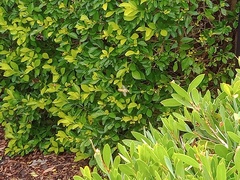 Simosyrphus grandicornis