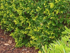 Simosyrphus grandicornis